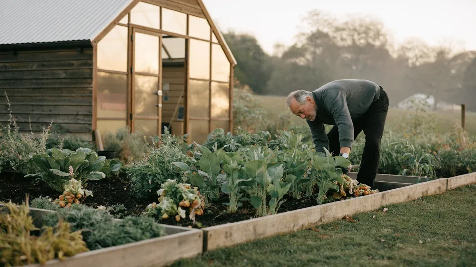 An illustrative man tending raised vegetable beds beside a greenhouse in early light